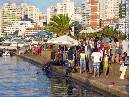 Puestos de venta de pescado en el puerto con los lobos marinos al acecho - Punta del Este y balnearios cercanos - URUGUAY. Foto No. 17053