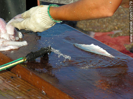 Cleaning fish - Punta del Este and its near resorts - URUGUAY. Photo #17179