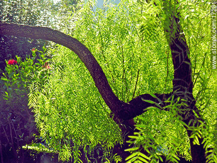  - Punta del Este y balnearios cercanos - URUGUAY. Foto No. 17281