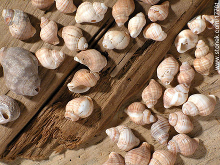 Caracolitos -  - IMÁGENES VARIAS. Foto No. 17701