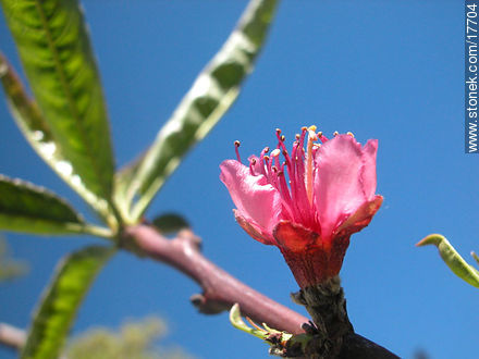 Flor de duraznero - Flora - IMÁGENES VARIAS. Foto No. 17704