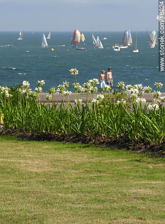 Jardín frente a los veleros - Punta del Este y balnearios cercanos - URUGUAY. Foto No. 18024