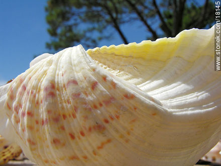  - Punta del Este y balnearios cercanos - URUGUAY. Foto No. 18145