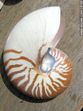  - Punta del Este y balnearios cercanos - URUGUAY. Foto No. 18155