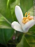 Azahar.  Flor del limonero. - Foto #17678