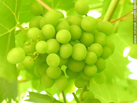 Uvas verdes - Flora - IMÁGENES VARIAS. Foto No. 18646