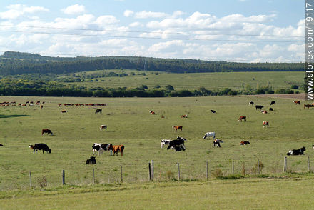  - Departamento de Lavalleja - URUGUAY. Foto No. 19117