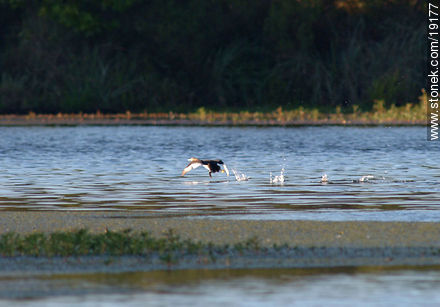  - Departamento de Lavalleja - URUGUAY. Foto No. 19177