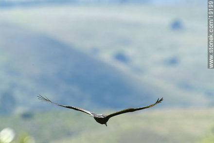 Vulture - Lavalleja - URUGUAY. Photo #19199