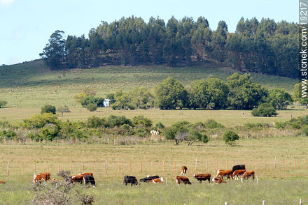 Cattle at Cuchilla Grande - Lavalleja - URUGUAY. Photo #19217