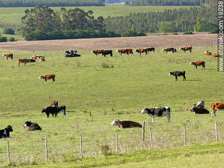 Cows in Cuchilla Grande range - Lavalleja - URUGUAY. Photo #19238