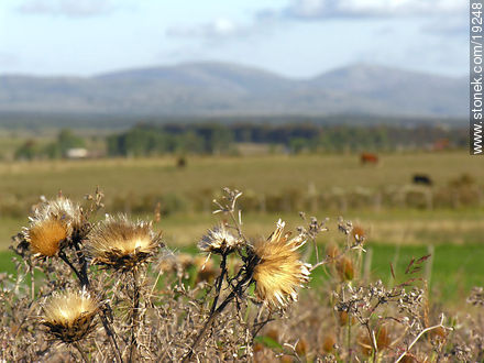 Cardos y sierras - Departamento de Lavalleja - URUGUAY. Foto No. 19248