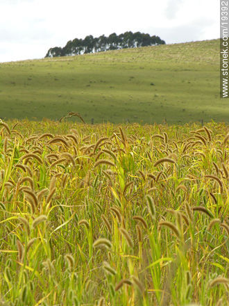  - Departamento de Lavalleja - URUGUAY. Foto No. 19392