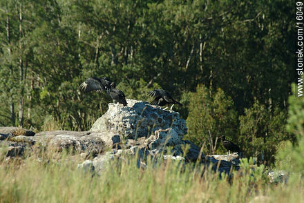 Uruguay: cuervo cabeza negra. Argentina: jote - Departamento de Tacuarembó - URUGUAY. Foto No. 16049