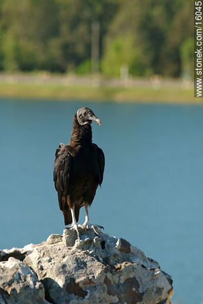 Uruguay: cuervo cabeza negra. Argentina: jote - Fauna - IMÁGENES VARIAS. Foto No. 16045