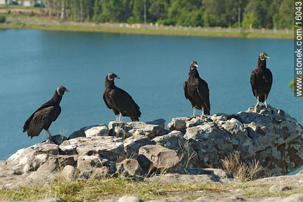 Uruguay: cuervo cabeza negra. Argentina: jote - Departamento de Tacuarembó - URUGUAY. Foto No. 16043