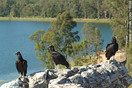 Uruguay: cuervo cabeza negra. Argentina: jote - Departamento de Tacuarembó - URUGUAY. Foto No. 16038