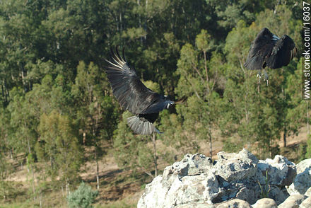 Uruguay: cuervo cabeza negra. Argentina: jote - Departamento de Tacuarembó - URUGUAY. Foto No. 16037