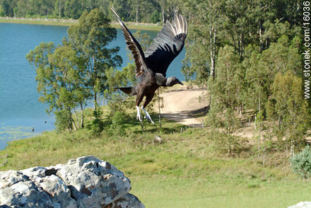 Uruguay: cuervo cabeza negra. Argentina: jote - Departamento de Tacuarembó - URUGUAY. Foto No. 16036