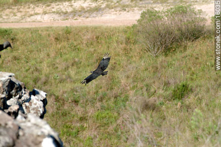 Uruguay: cuervo cabeza negra. Argentina: jote - Departamento de Tacuarembó - URUGUAY. Foto No. 16035