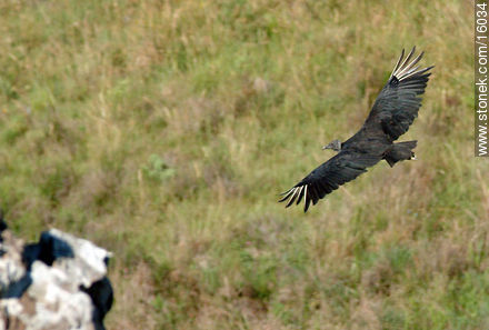Uruguay: cuervo cabeza negra. Argentina: jote - Departamento de Tacuarembó - URUGUAY. Foto No. 16034