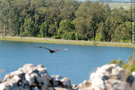 vulture - Tacuarembo - URUGUAY. Photo #16033