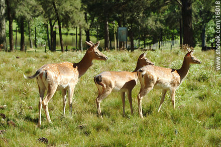 Ciervos en el zoológico de Tacuarembó - Fauna - IMÁGENES VARIAS. Foto No. 16018