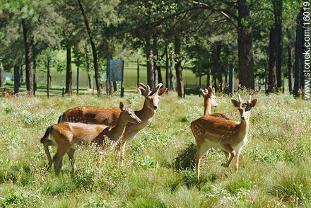 Ciervos en el zoológico de Tacuarembó - Departamento de Tacuarembó - URUGUAY. Foto No. 16019
