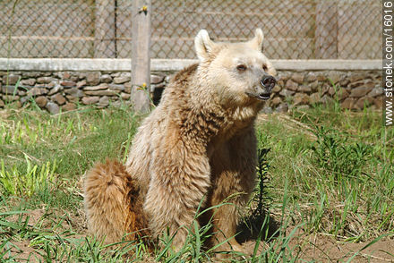 grizzly bear - Tacuarembo - URUGUAY. Photo #16016