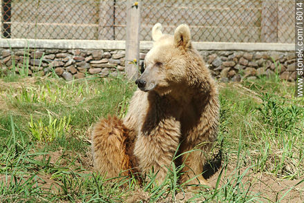 grizzly bear - Tacuarembo - URUGUAY. Foto No. 16014