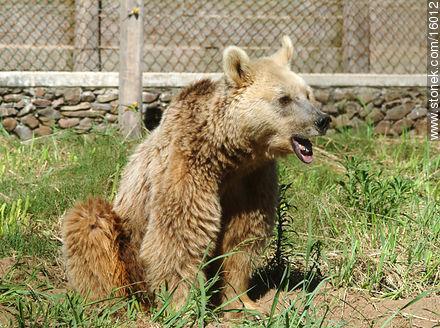 Grizzly bear - Tacuarembo - URUGUAY. Photo #16012