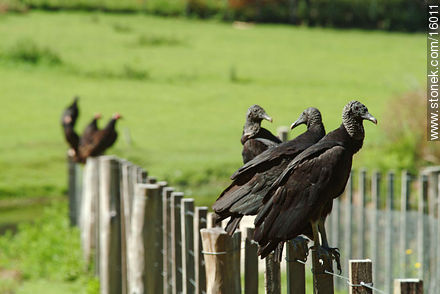 Uruguay: cuervo cabeza negra o buitres. Argentina: jote - Departamento de Tacuarembó - URUGUAY. Foto No. 16011