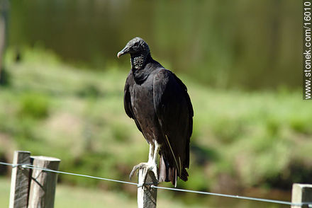 Uruguay: cuervo cabeza negra o buitre. Argentina: jote - Fauna - IMÁGENES VARIAS. Foto No. 16010