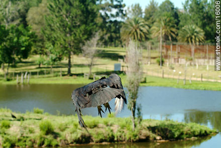 Vulture - Tacuarembo - URUGUAY. Photo #16006