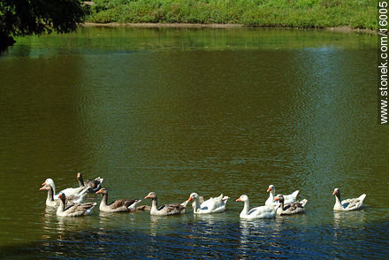 Gooses - Tacuarembo - URUGUAY. Photo #16005