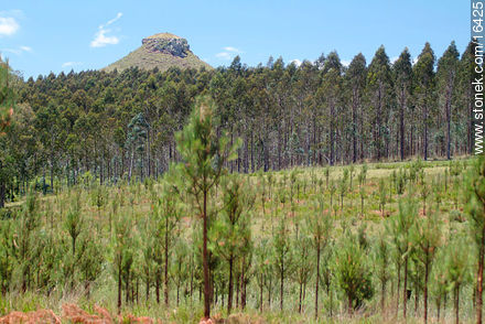 Cerro Batoví - Departamento de Tacuarembó - URUGUAY. Foto No. 16425