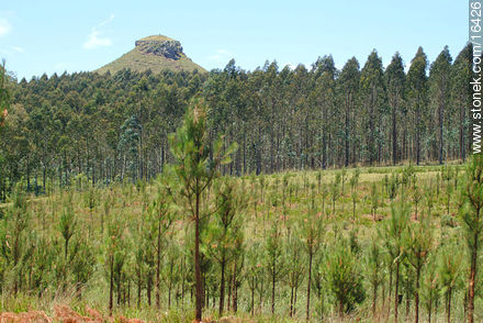 Cerro Batoví detrás de un bosque de eucaliptos - Departamento de Tacuarembó - URUGUAY. Foto No. 16426