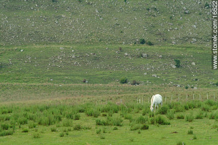 Caballo blanco - Departamento de Tacuarembó - URUGUAY. Foto No. 16522