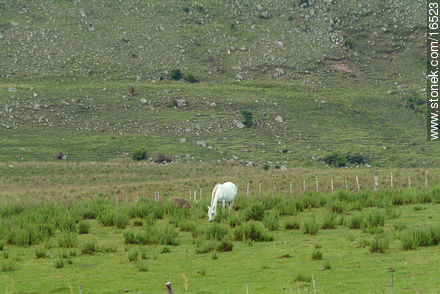 Caballo blanco - Departamento de Tacuarembó - URUGUAY. Foto No. 16523