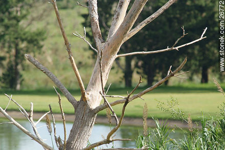 Árbol seco a orillas de un lago - Departamento de Lavalleja - URUGUAY. Foto No. 26772