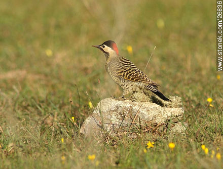 Woodpecker - Lavalleja - URUGUAY. Photo #26836