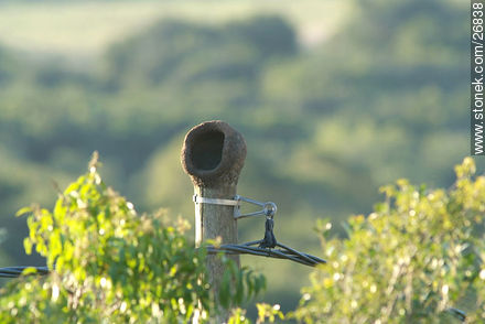 Ovenbird nest - Lavalleja - URUGUAY. Photo #26838