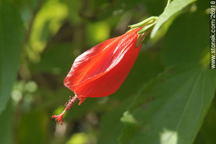  - Departamento de Lavalleja - URUGUAY. Foto No. 26918