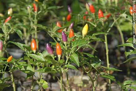  - Departamento de Lavalleja - URUGUAY. Foto No. 26919