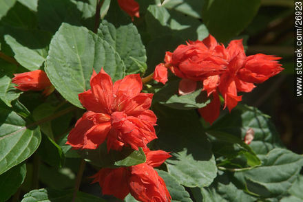  - Departamento de Lavalleja - URUGUAY. Foto No. 26923