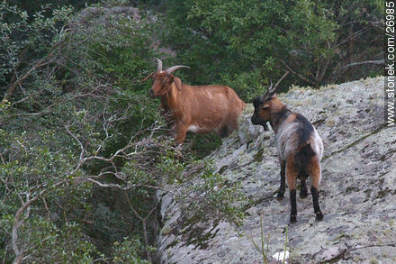 Goat, Spanish Ibex - Lavalleja - URUGUAY. Foto No. 26985