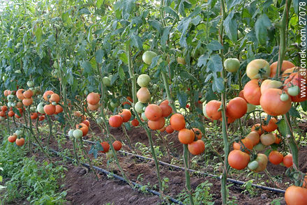 Tomates de invernadero - Departamento de Lavalleja - URUGUAY. Foto No. 27078
