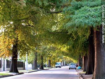  - Departamento de Montevideo - URUGUAY. Foto No. 995