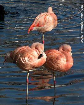 Flamingos. - Department of Montevideo - URUGUAY. Photo #684