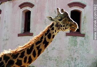 Giraffe. - Department of Montevideo - URUGUAY. Photo #692